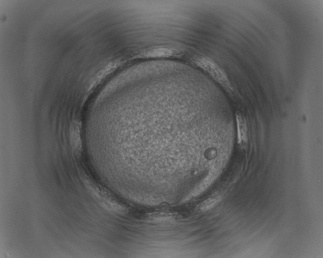 X0000070390300200606231744