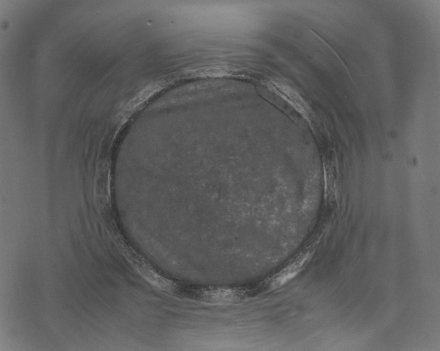 X0000070390301200606231744