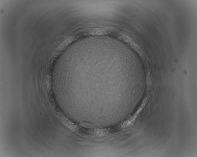 X0000070390305200606231744