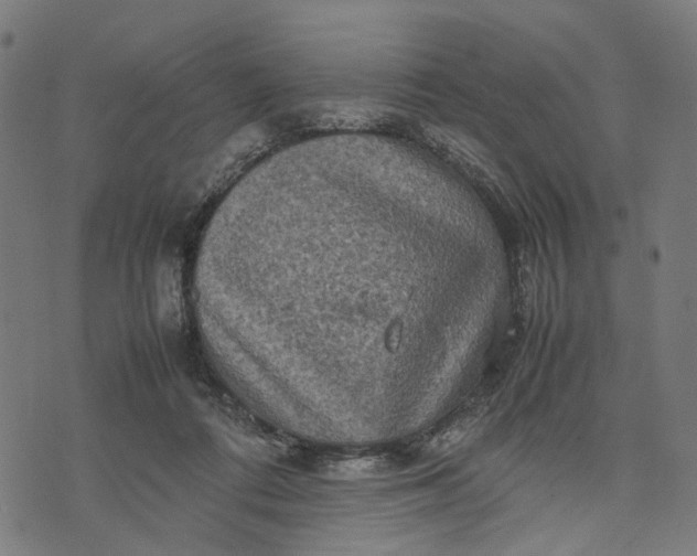 X0000070390312200606231744