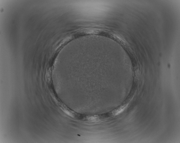 X0000070390325200606231744