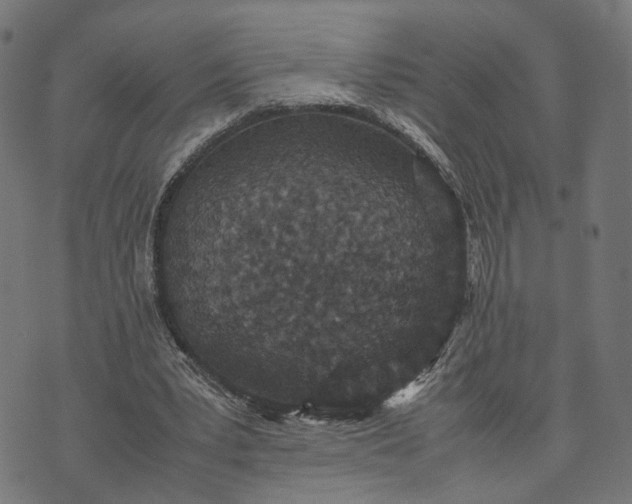 X0000070390391200606231743