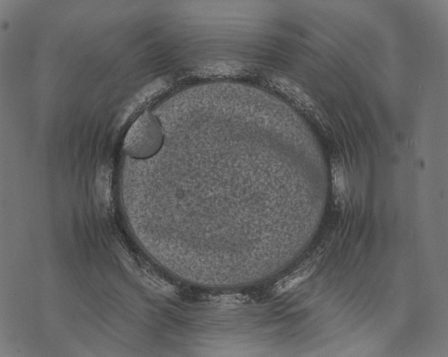 X0000070390396200606231743