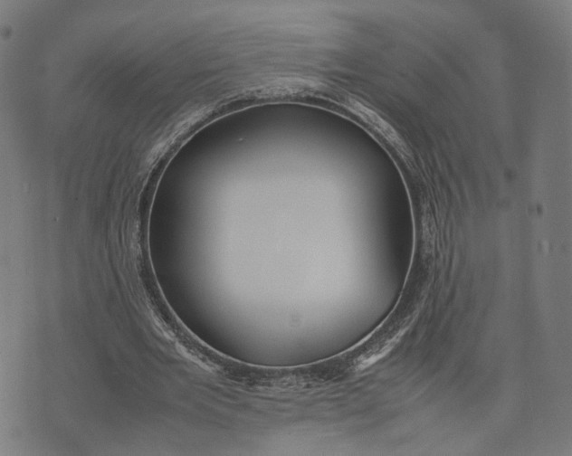 X0000070390485200606231741