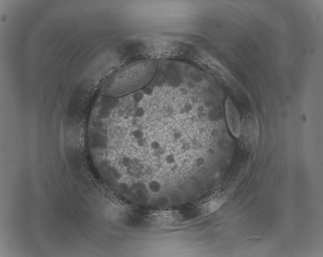 X0000070390499200606231741