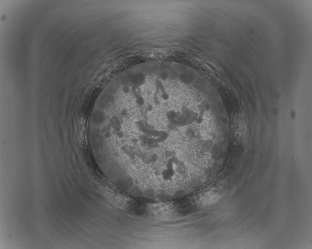 X0000070390511200606231741