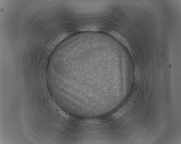 X0000070390529200606231740