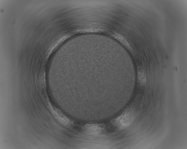 X0000070390534200606231740