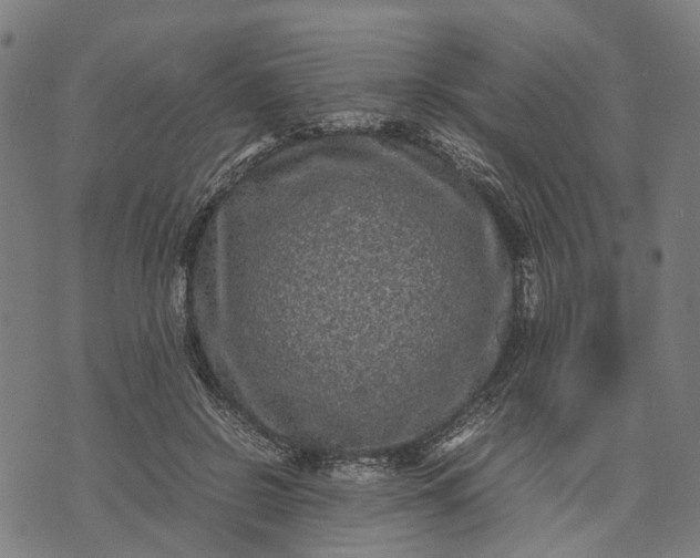 X0000070390550200606231740