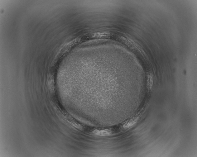 X0000070390557200606231740