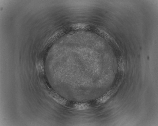 X0000070390561200606231740