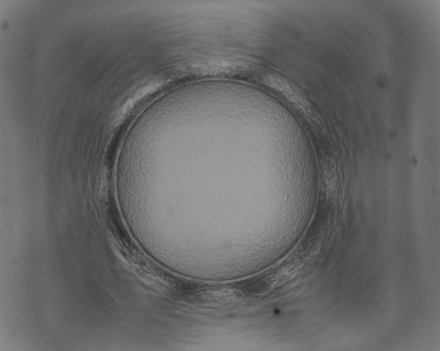 X0000070390583200606231739