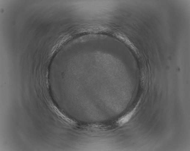 X0000070390585200606231739