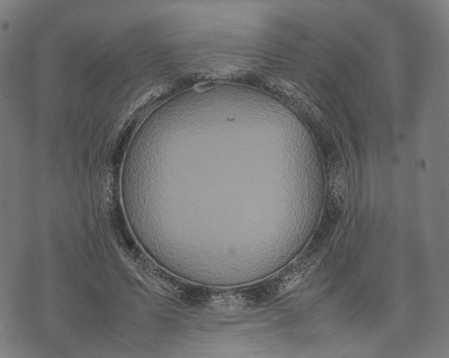 X0000070390591200606231739