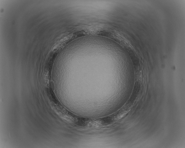 X0000070390599200606231739