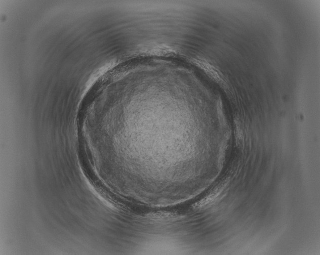 X0000070390630200606231738