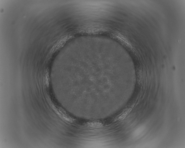 X0000070390644200606231738