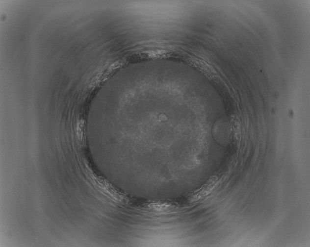 X0000070390650200606231738