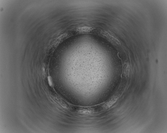 X0000070390655200606231739