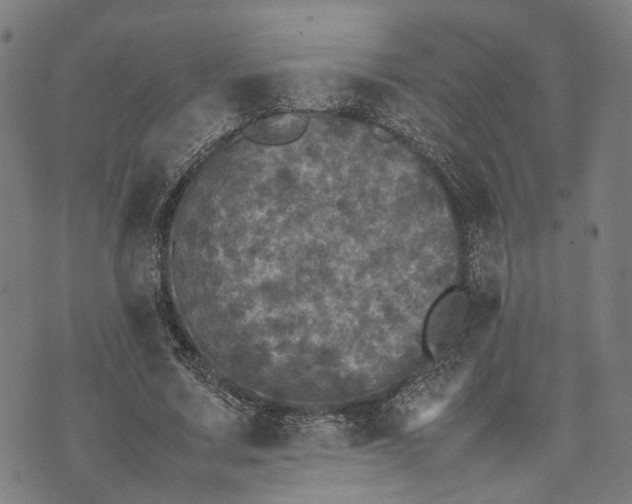 X0000070390683200606231738