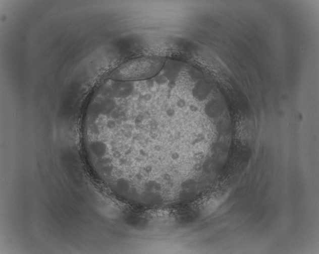 X0000070390687200606231738