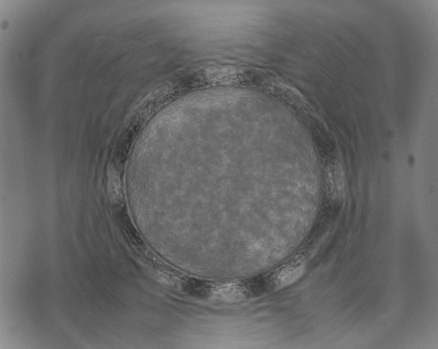 X0000070390705200606231738