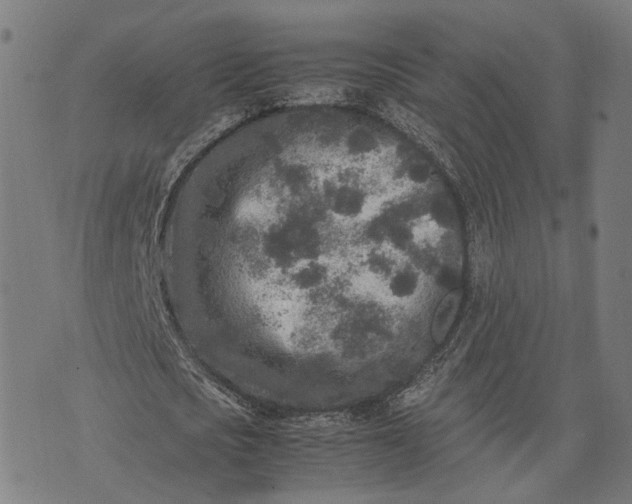 X0000070390721200606231736