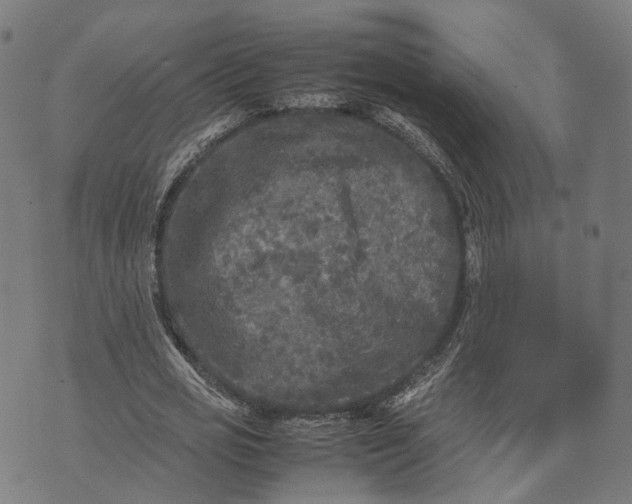 X0000070390725200606231737