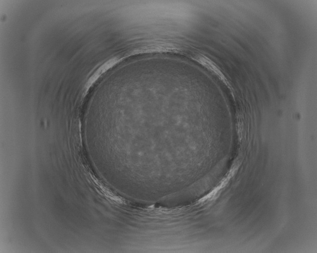 X0000070390781200606231736