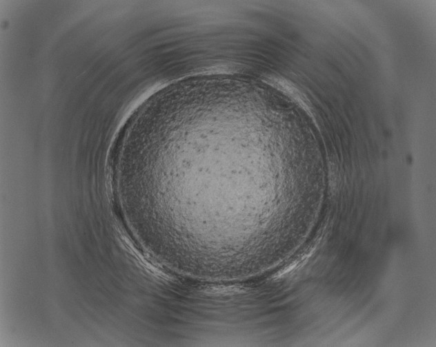 X0000070390835200606231735