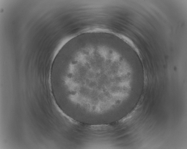 X0000070390863200606231736