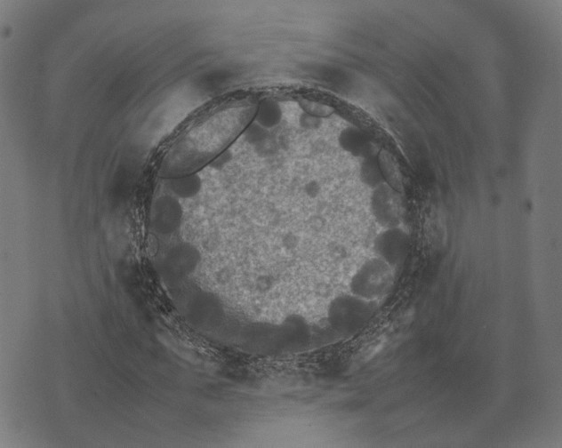 X0000070390871200606231735