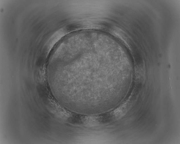 X0000070390875200606231735