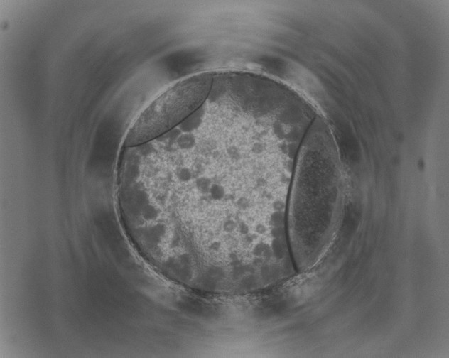 X0000070390895200606231734