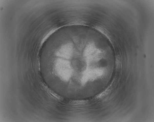 X0000070390925200606231734