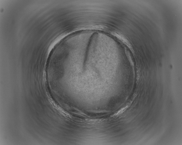 X0000070390928200606231734