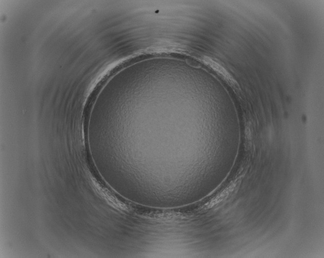 X0000070390934200606231734