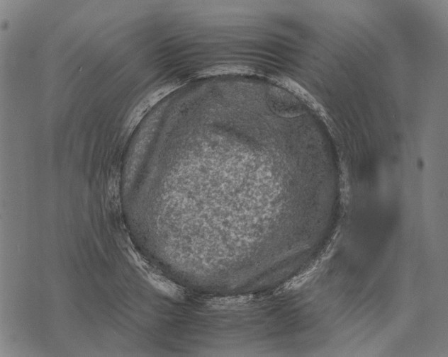 X0000070390937200606231734