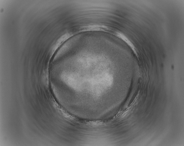 X0000070390994200606231733