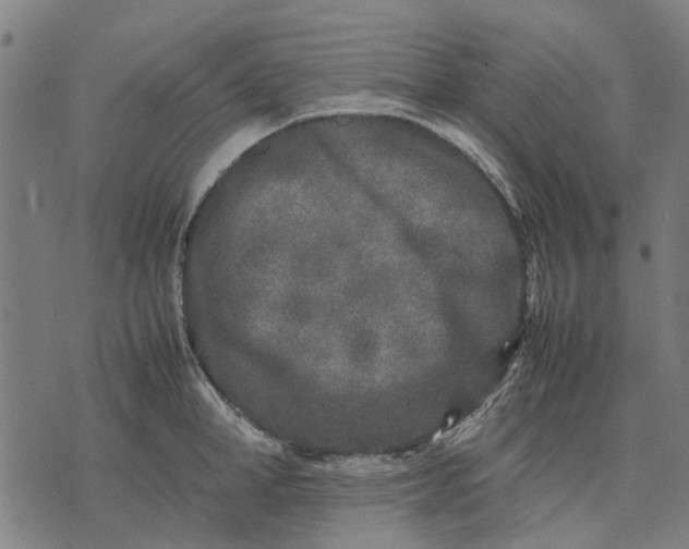 X0000070390998200606231733