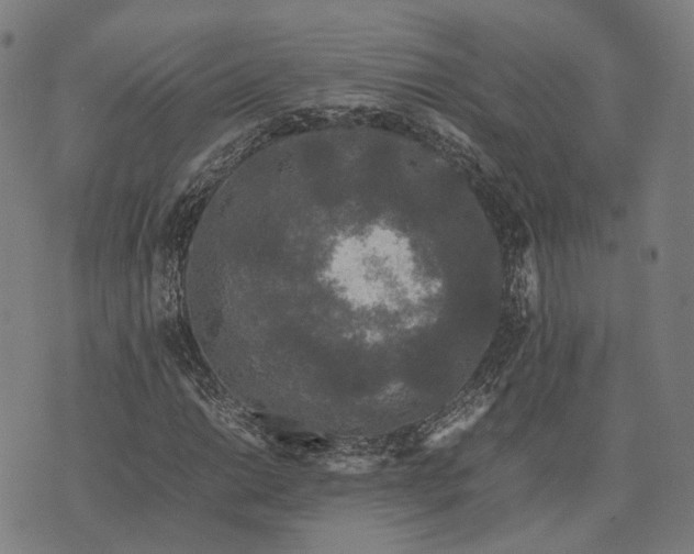 X0000070391014200606231732