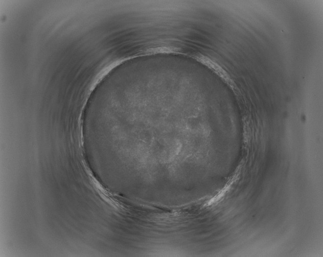 X0000070391031200606231732