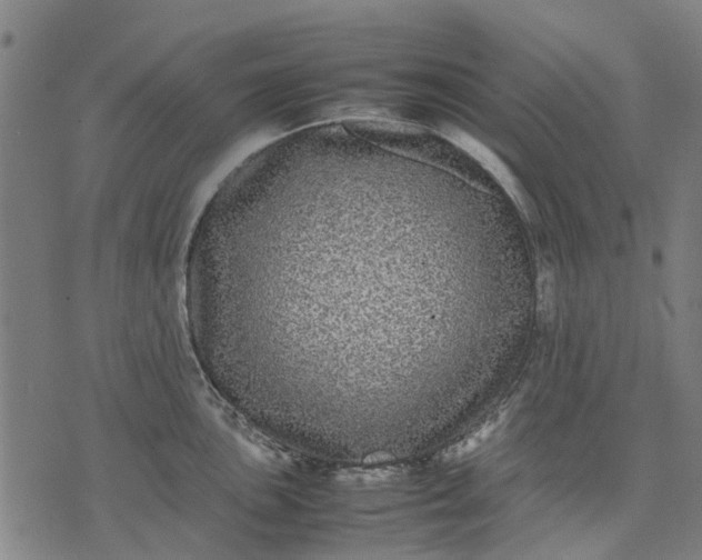 X0000070391051200606231732