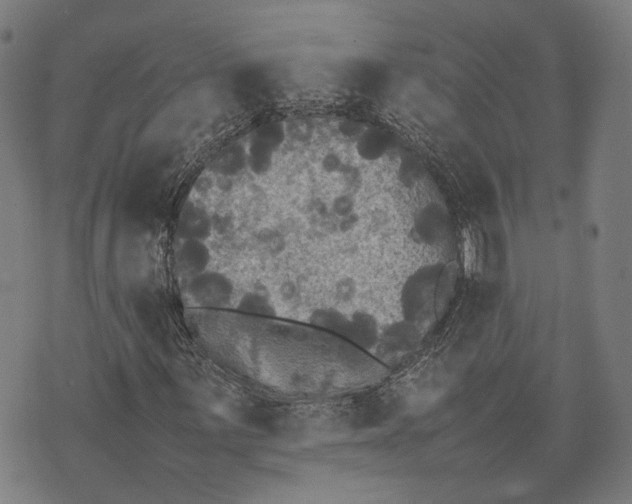 X0000070391059200606231732