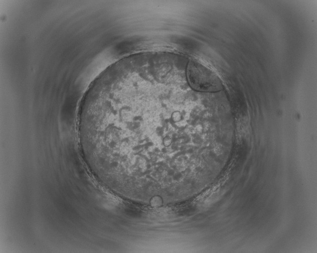 X0000070391071200606231732