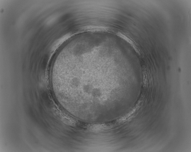 X0000070391074200606231731