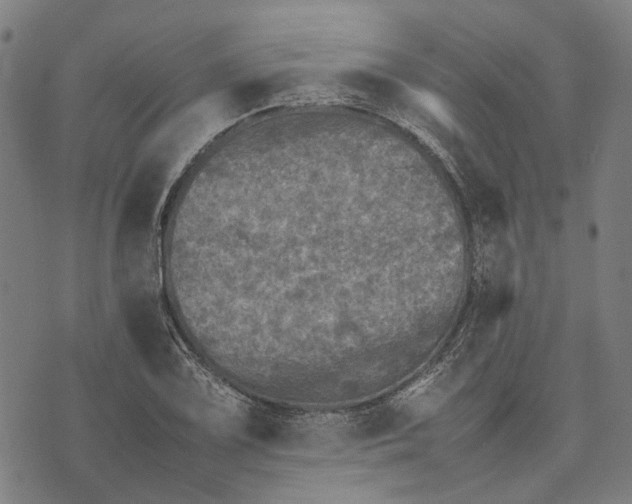 X0000070391075200606231731