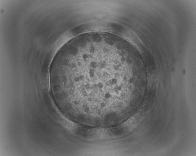 X0000070391079200606231731