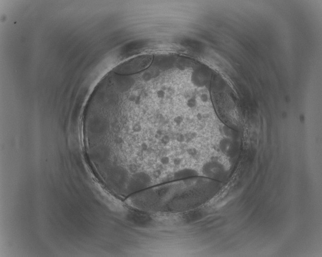 X0000070391083200606231731