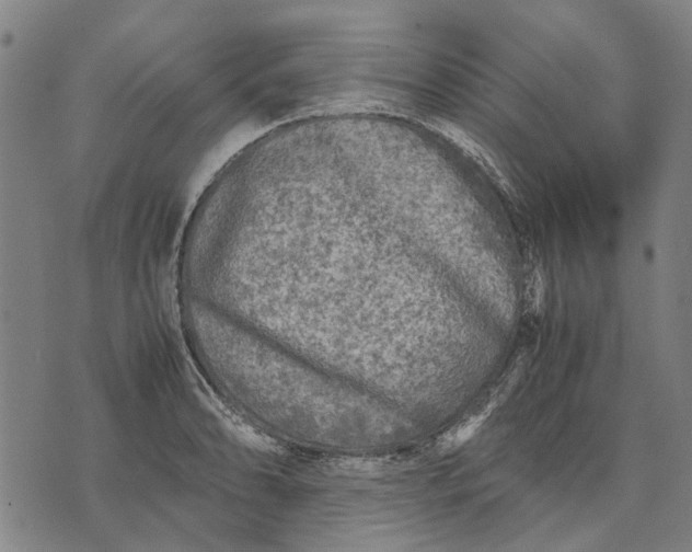 X0000070391086200606231731